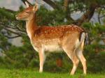 Fallow Deer