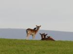 Fallow Deer