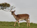 Fallow Deer