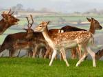 Fallow Deer