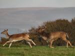 Fallow Deer