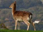 Fallow Deer