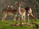 Fallow Deer