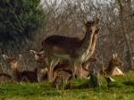 Fallow Deer