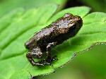 Common Frog