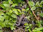 Grass Snakes, Slapton Ley