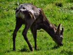 Roe Deer