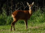 Roe Deer