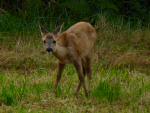 Roe Deer