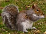 Grey Squirrels