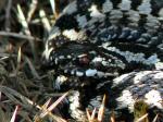 Adder, Slapton Ley