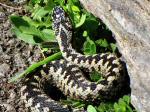 Adder