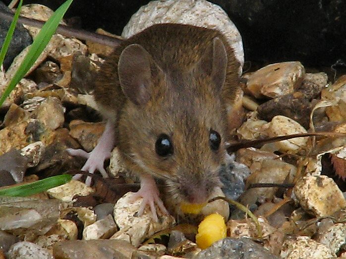 Wood Mouse