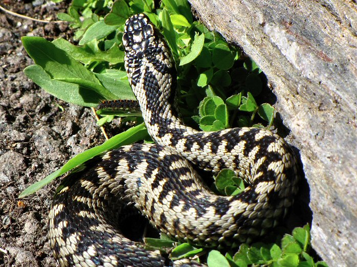 Adder, Start Point, Devon