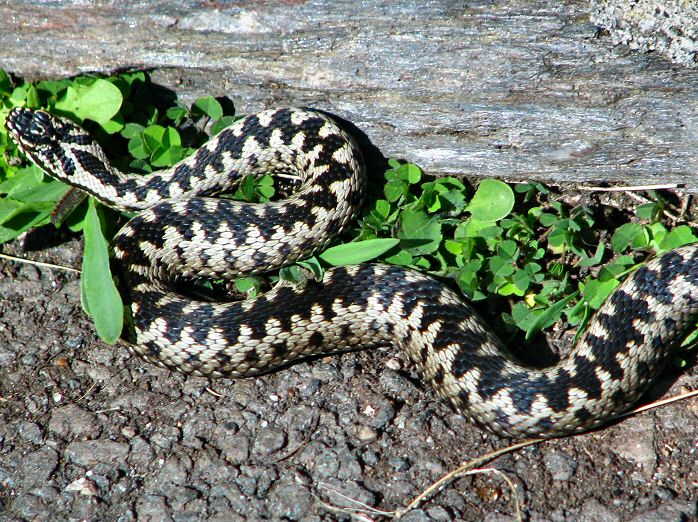 Adder, Start Point, Devon