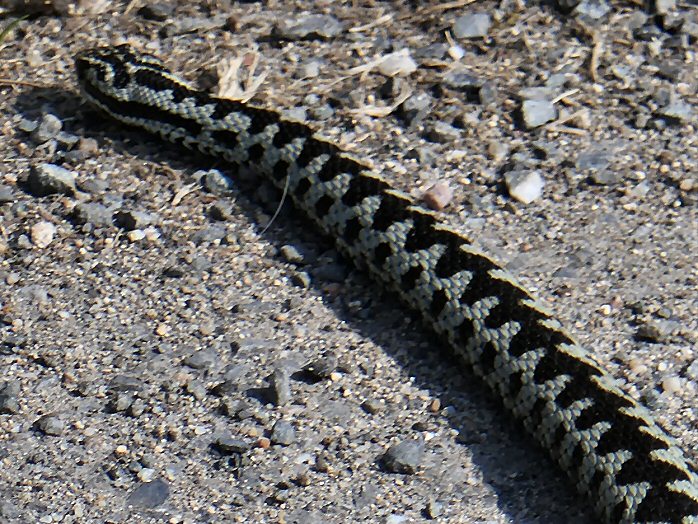 Adder, Burrator, Dartmoor