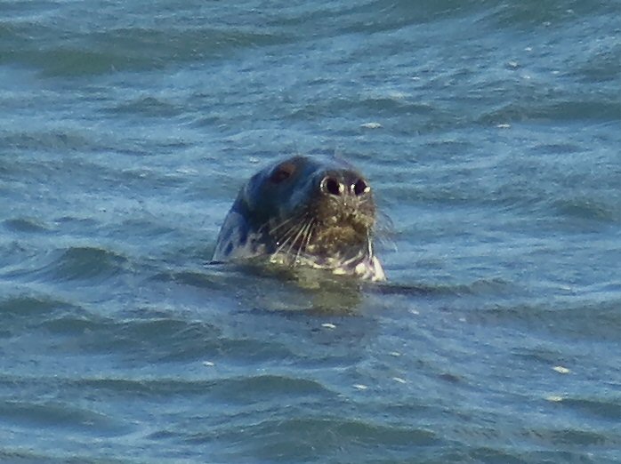 Grey Seal - Harlyn Bay