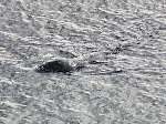 Seal Plymouth Hoe