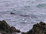 Seal, Plymouth Hoe