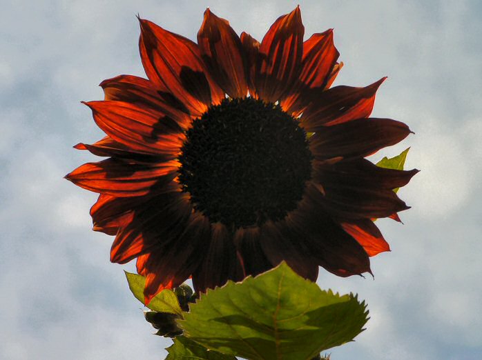 Flower Power - Cotehele Gardens