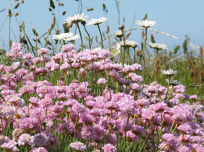 Cliffside Flowers