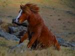 Dartmoor Pony