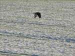 Buzzard looking for frozen food