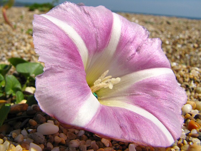 The 'Desert' at Slapton