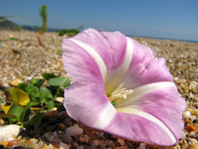 Sea Bindweed, Shingle Beach