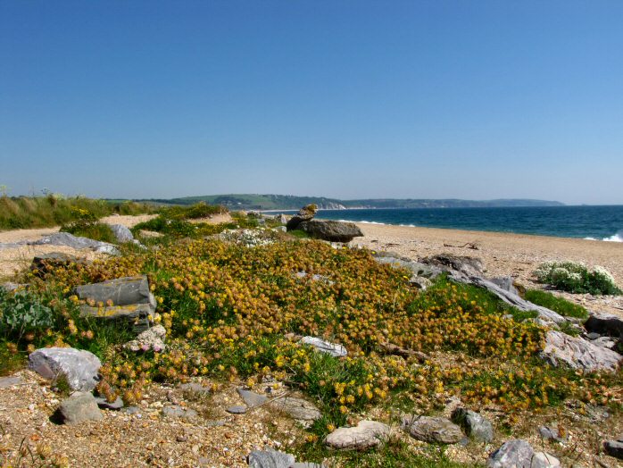 Shingle Beach - Kidney Vetch