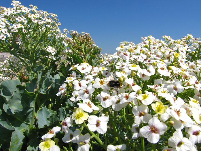 Sea Kale on Beach