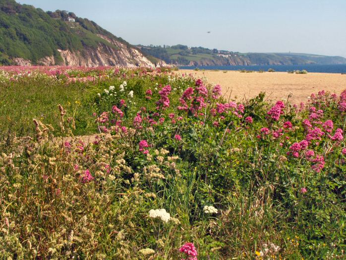 Shingle Beach - Valerian