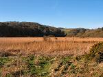 Upper Ley Slapton Sands